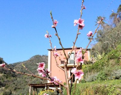 Azienda Agricola il Brucaolivo